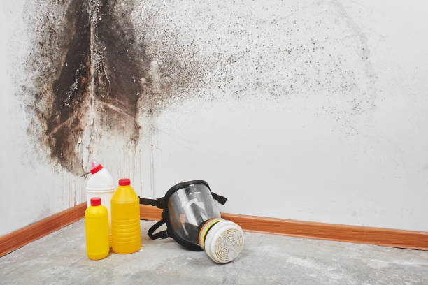 Best Affordable Mold Removal  in Jacksonville, AR