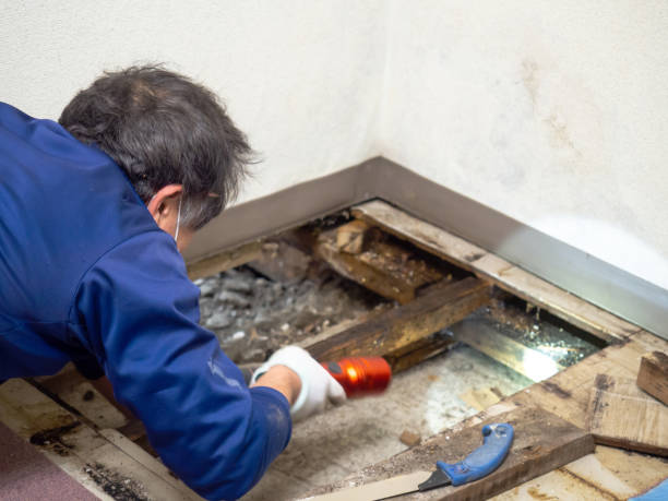 Best Commercial Mold Removal  in Jacksonville, AR