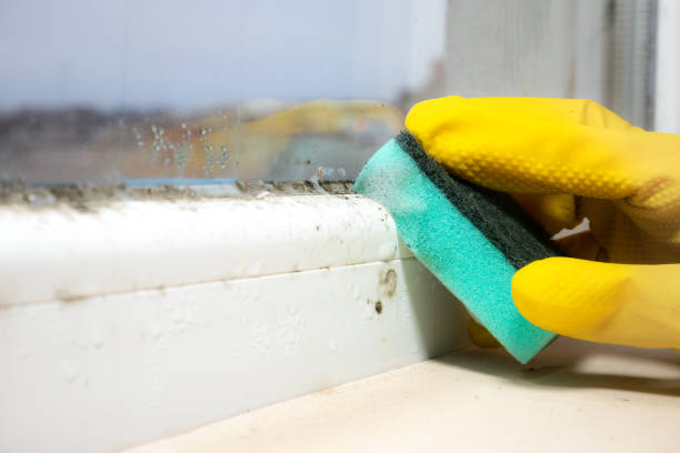 Best Emergency Mold Removal  in Jacksonville, AR