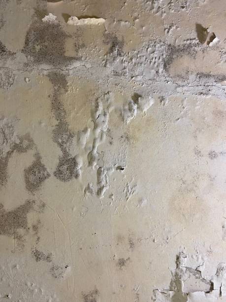 Best Office Mold Removal Services  in Jacksonville, AR