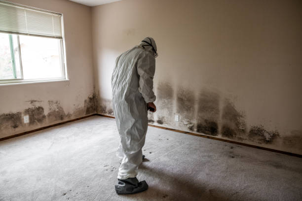 Best Certified Mold Removal  in Jacksonville, AR